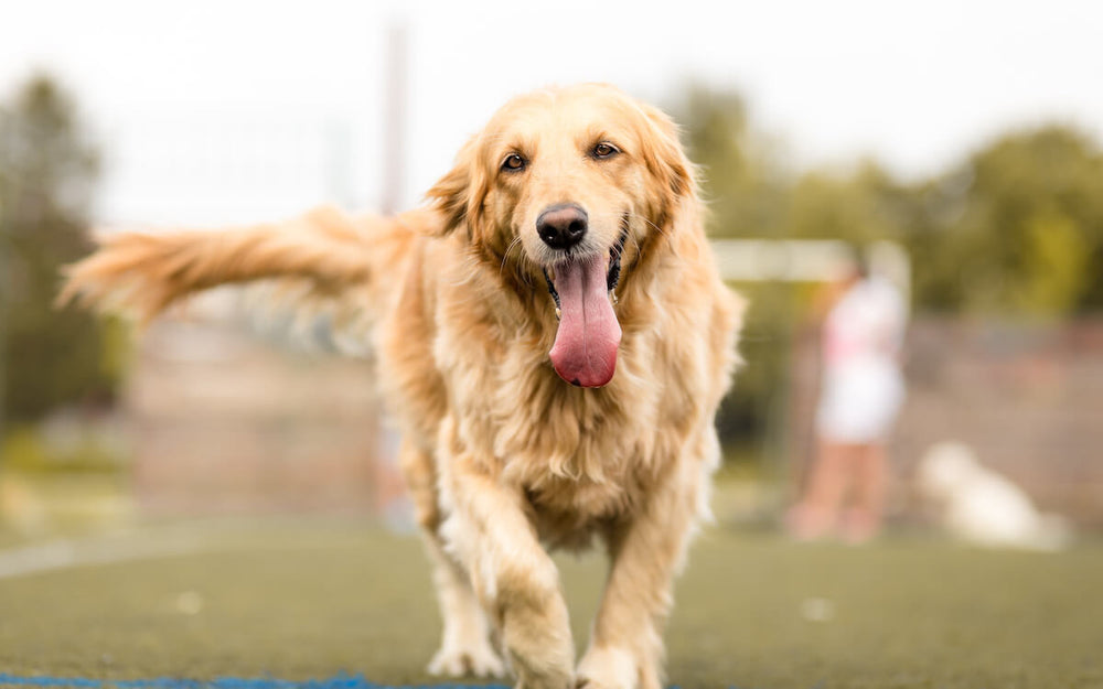 Golden Retriever vs Labrador: happy Golden Retriever walking