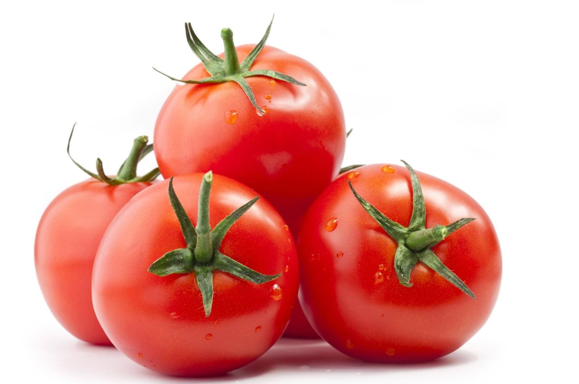 Can Dogs Eat Tomatoes Pros and Cons of Feeding This Fruit Native Pet