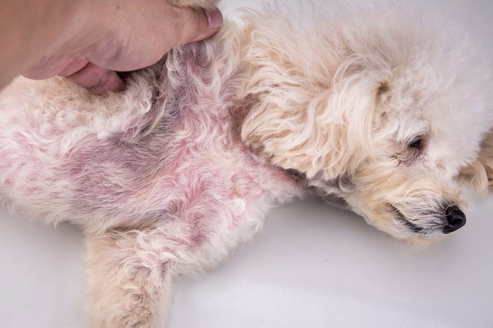 Is Your Dog Losing Hair? Here's What to Do