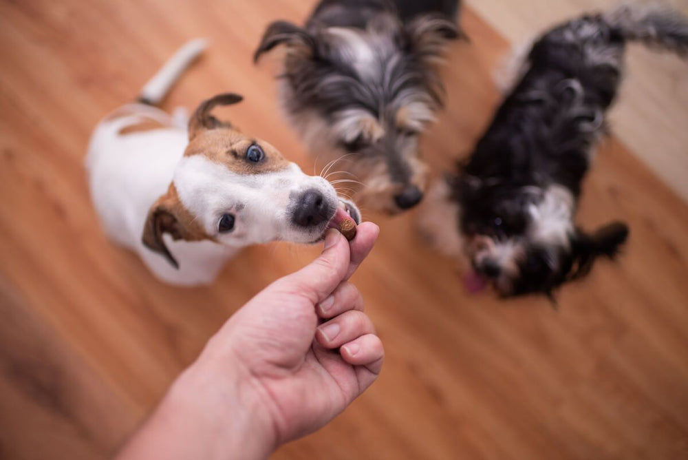 Vitamins for Dogs: When to Use Them and How to Choose Them