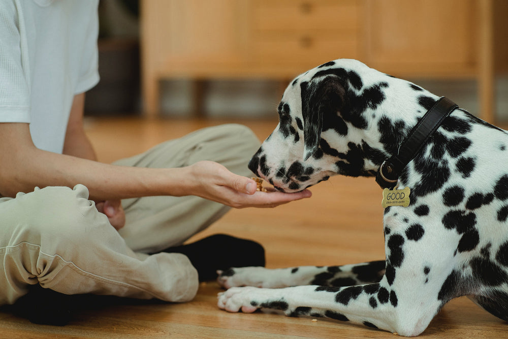 Dog Treats for Dogs With a Sensitive Stomach