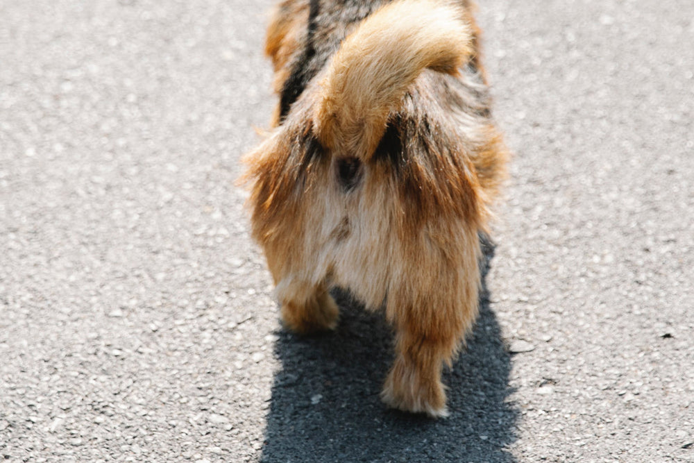 Why Do Dogs Wag Their Tails? Decoding Doggy Body Language