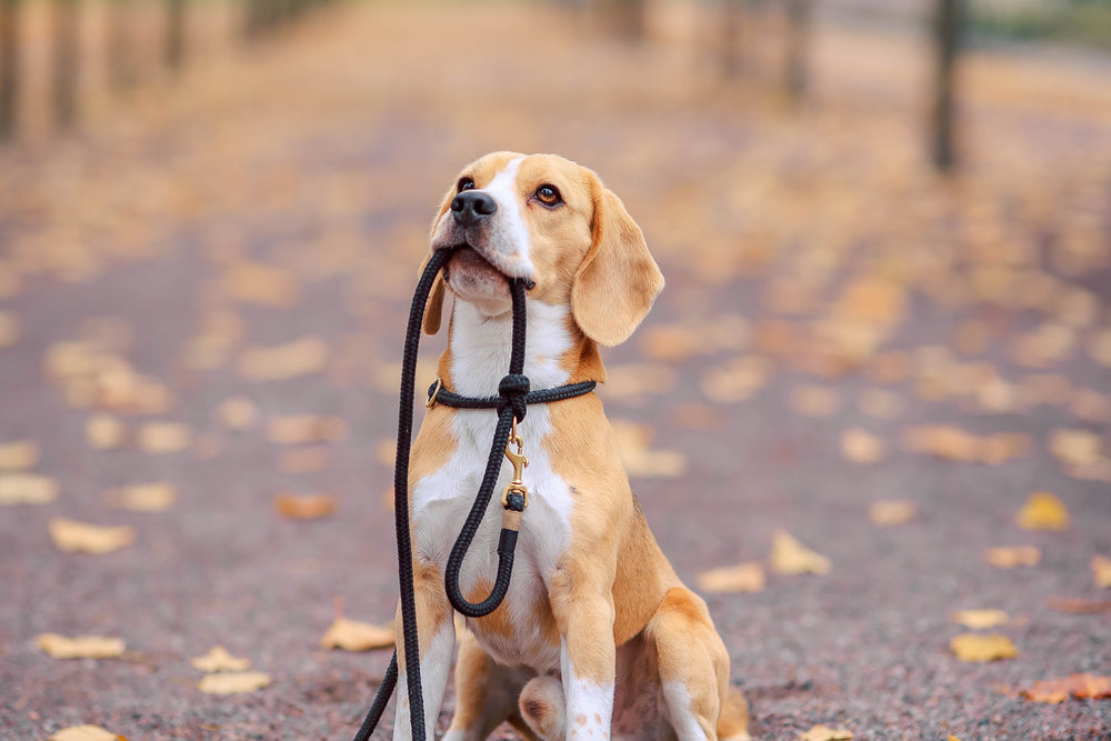 10+ Fall Favorites from Petco