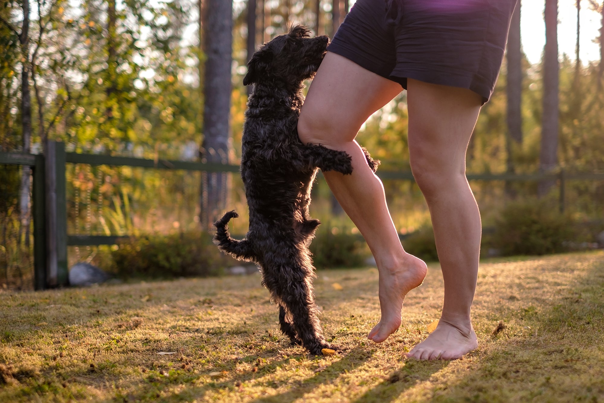 Dog Mounting Behavior: Understanding Causes and Effective Solutions