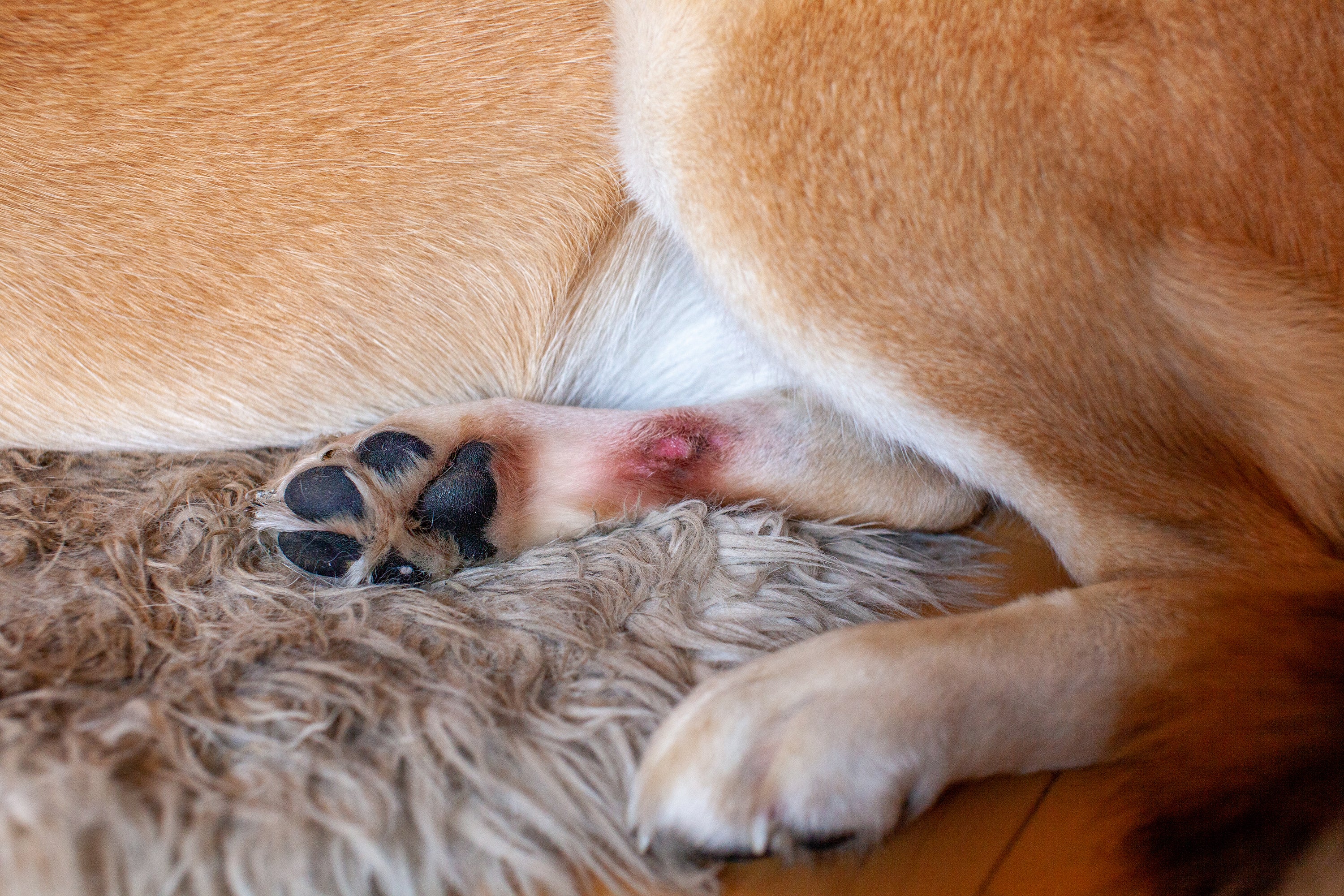 Dog Hotspot vs. Ringworm Symptoms and Treatment Options Native Pet