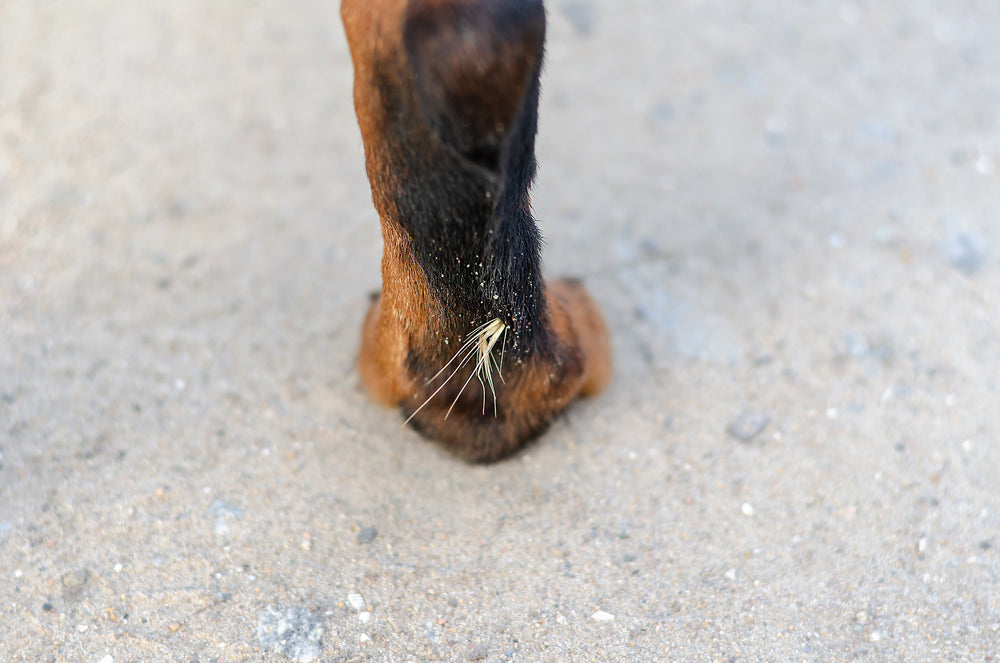Protecting Your Pup: Understanding the Dangers of Foxtails