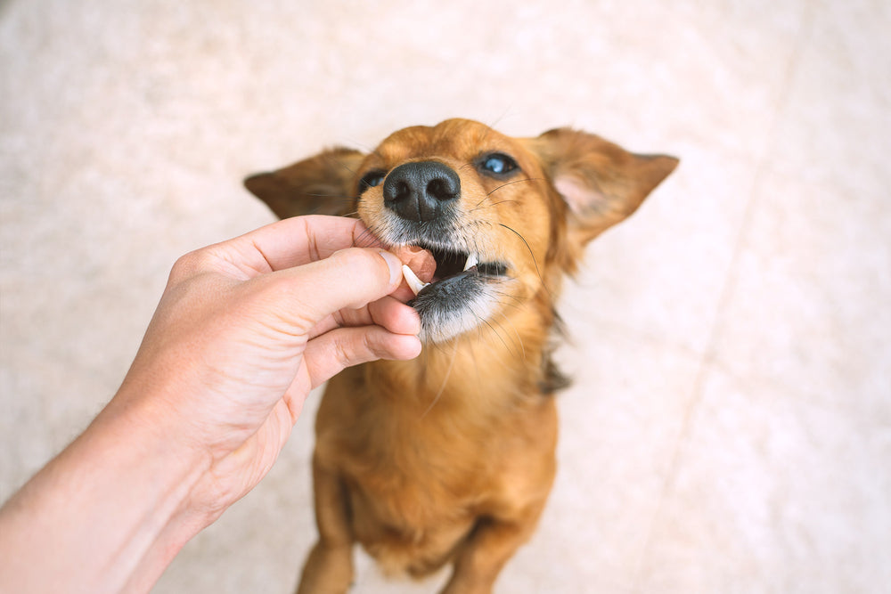Metronidazole for Dogs: Uses, Benefits, and Considerations