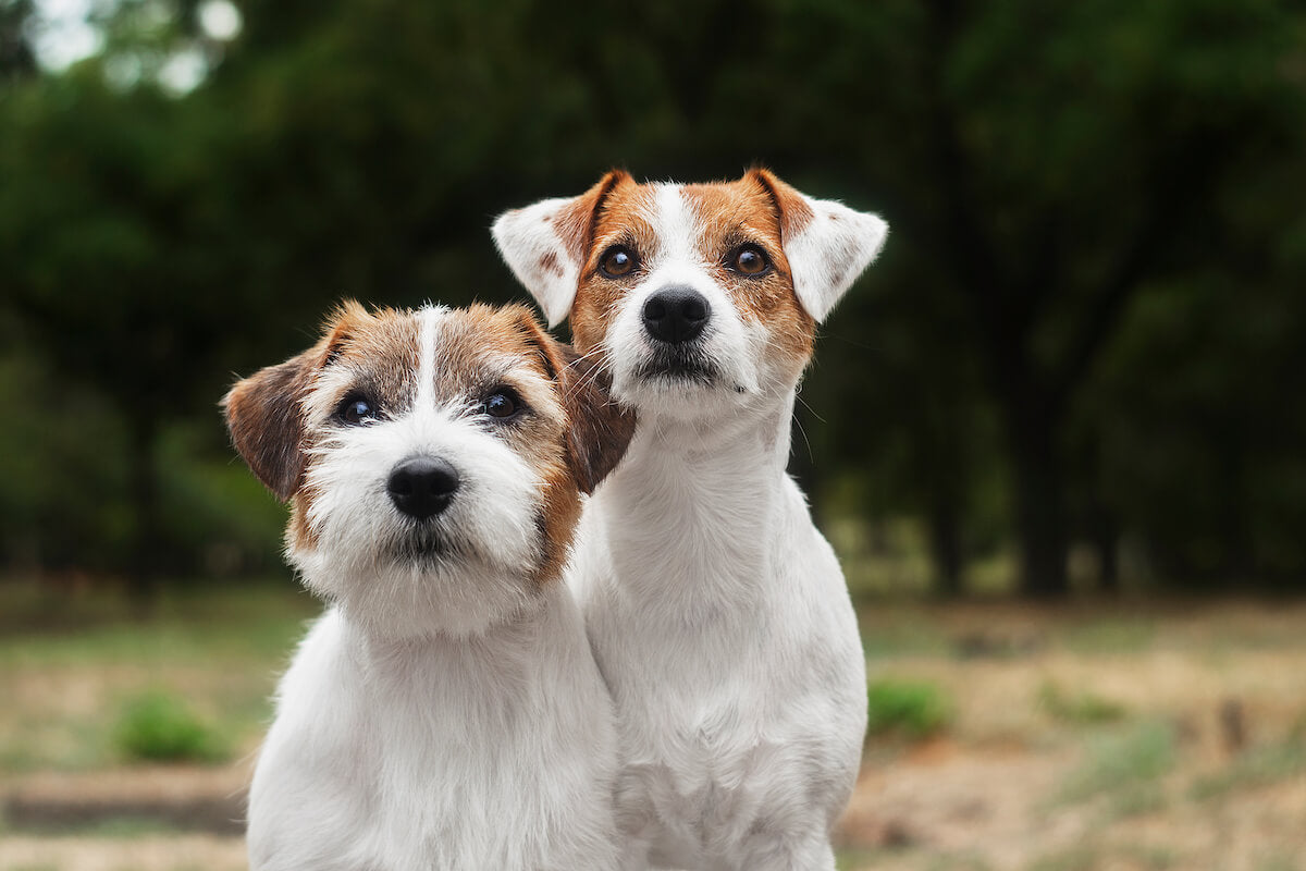 Are Jack Russell Terriers hypoallergenic: two Jack Russells sitting outside