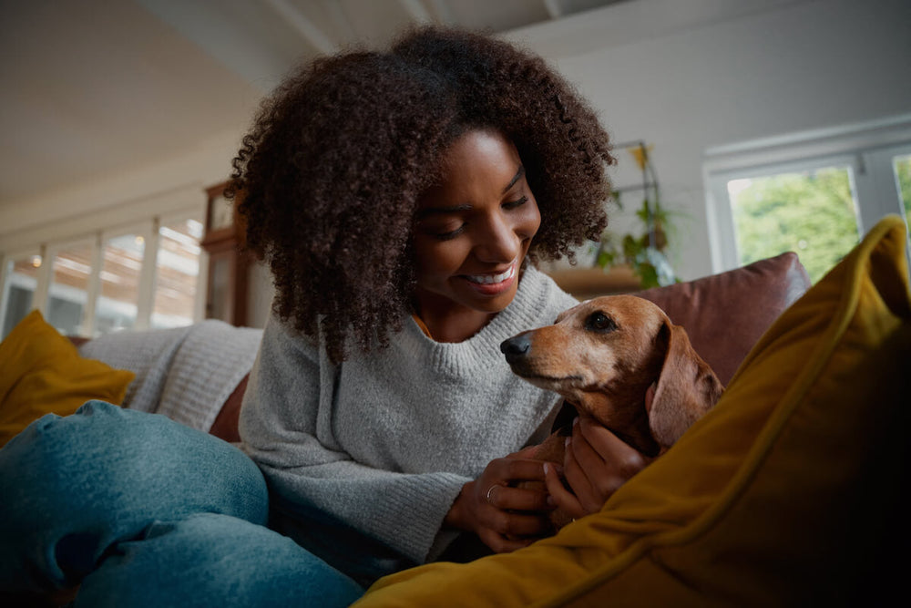 What’s a Healthy Dachshund Weight? Plus Weight Management Tips