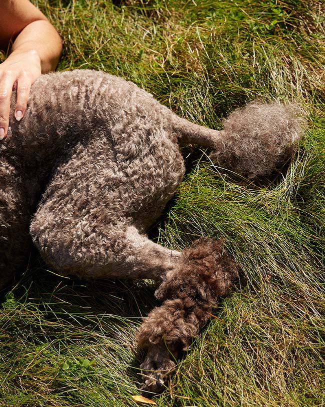 Image of a grey poodle's tail. The poodle is lying on grass