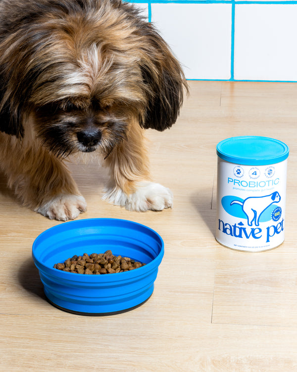 Shih Tzu smelling kibbles with a can of probiotic powder next to it