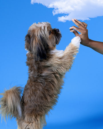 Shih Tzu standing at a hand holding an air dried chew
