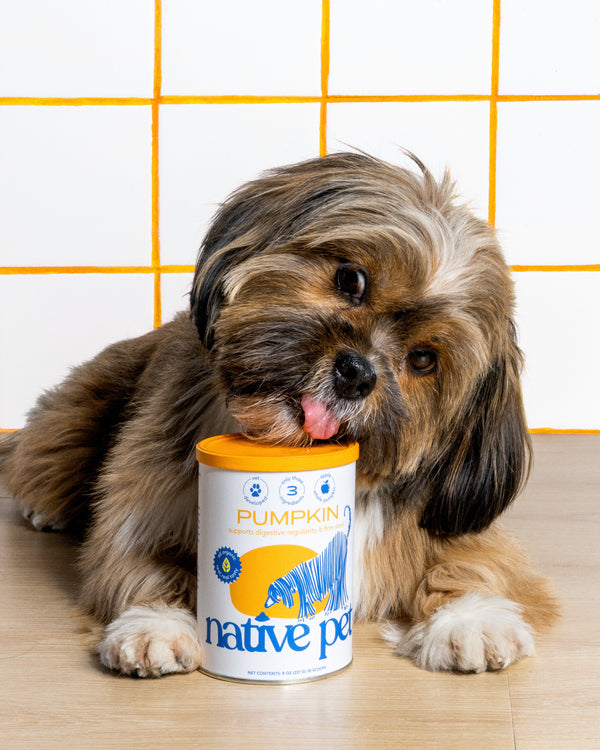 Shih Tzu licking a can of pumpkin powder