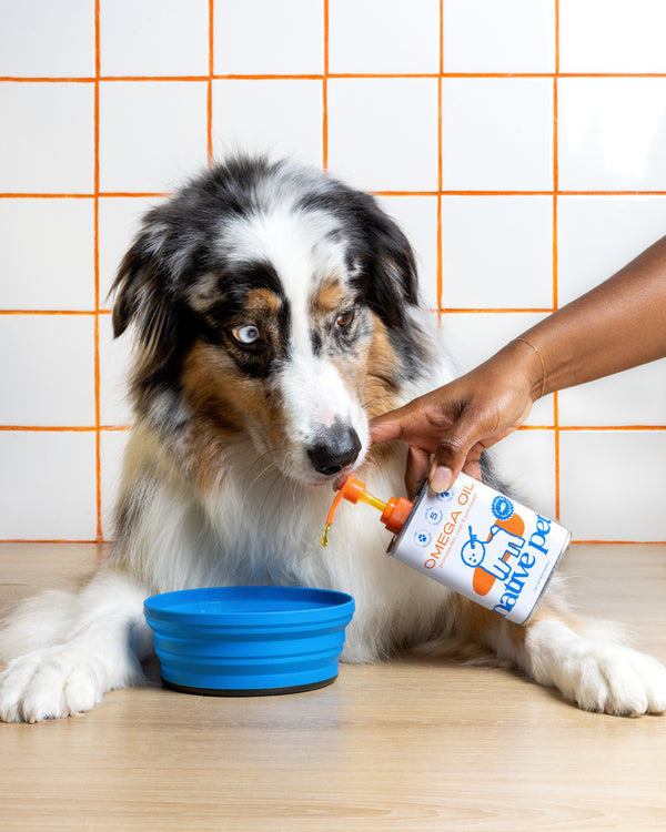 Australian Shepherd sniffing an omega oil bottle