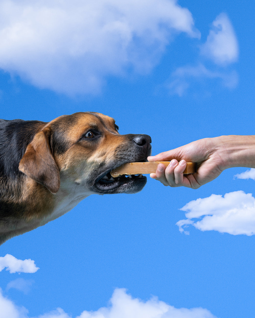 Dog biting on a yak chew on a cloud background