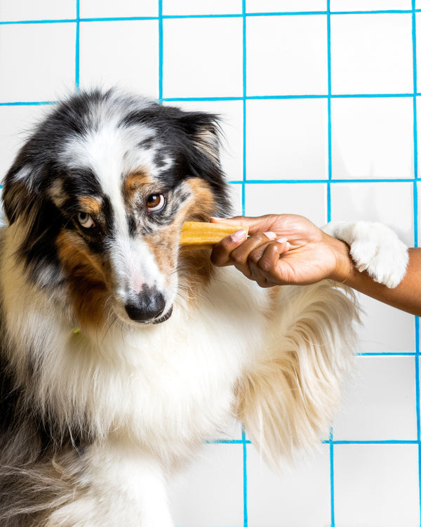 Australian Shepherd biting on a yak chew