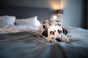 An anxious-looking dalmation lays on a bed.
