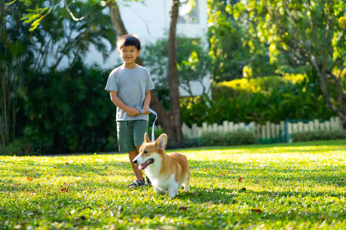 A young Asian boy walks his Corgi in a field.