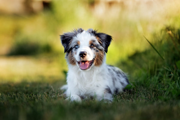 Australian Shepherd life expectancy: Australian Shepherd lying on the grass