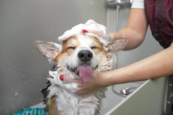 A happy Corgi receives a bath at a dog wash.