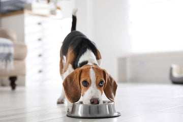 A beagle looks up as it eats from a dog food bowl.
