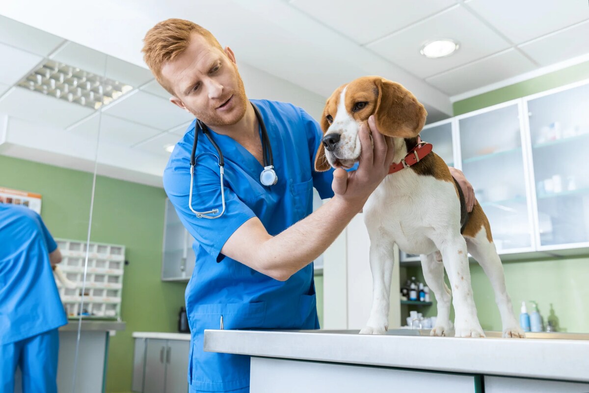 A beagle receives an examination by a veterinarian.