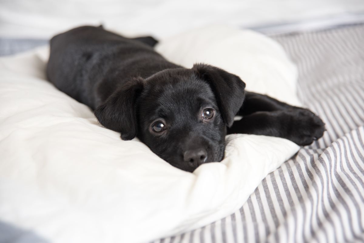 Puppy shops first night with other dog