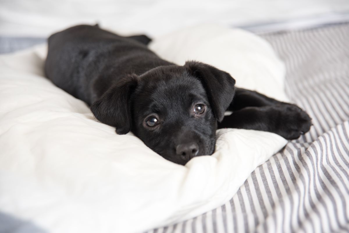 A black labrador puppy lays on a grey and white bed.