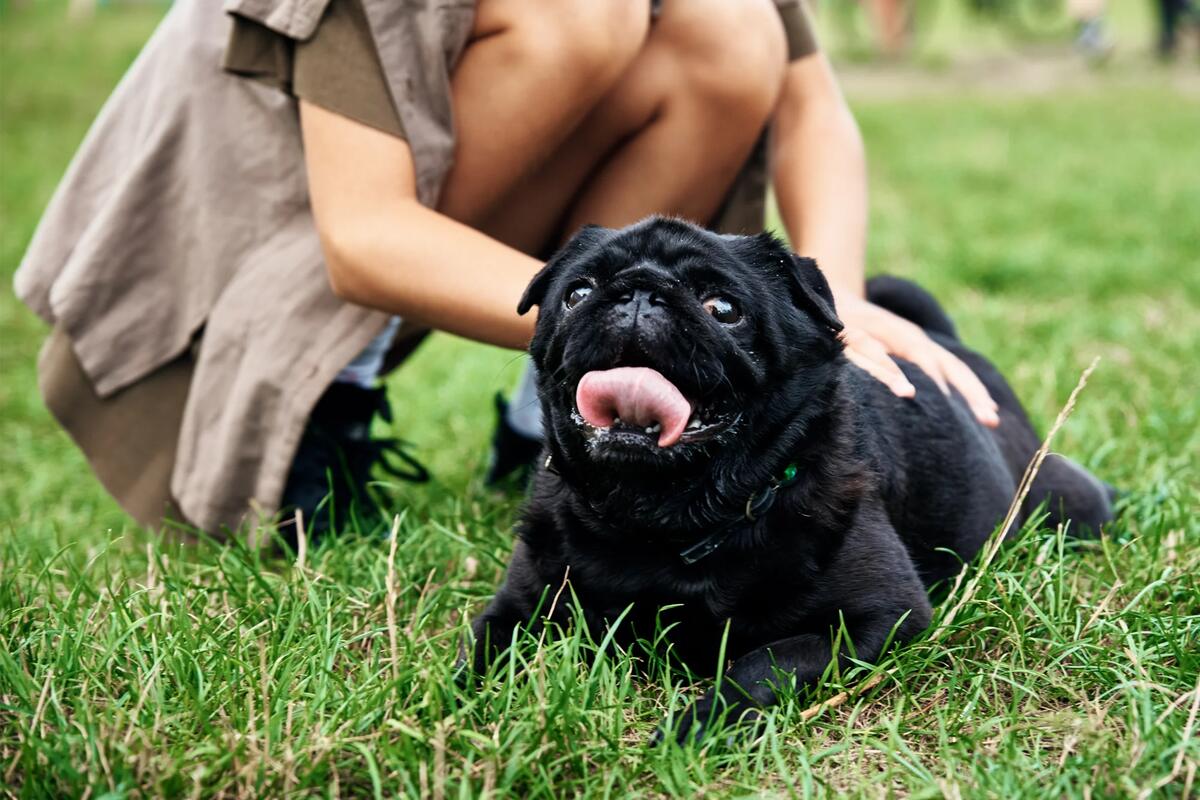 A black pug lays on its tummy in the grass.