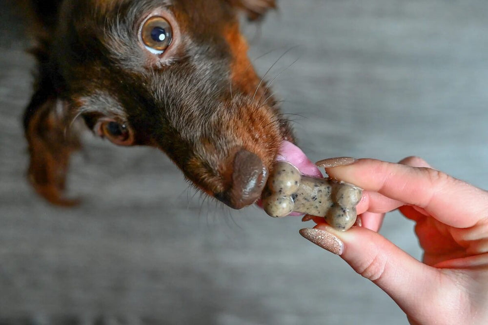 Louie the dog licks a frozen blueberry dog treat.