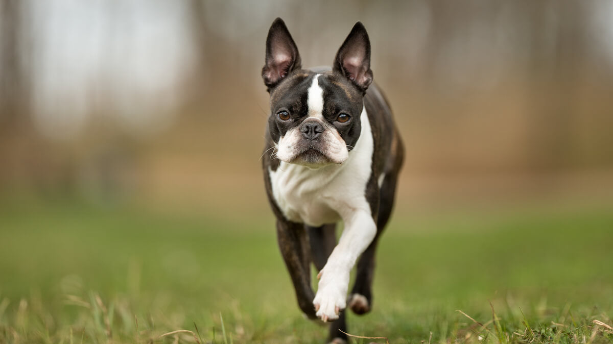 Are Boston Terriers hypoallergenic: Boston Terrier running outside