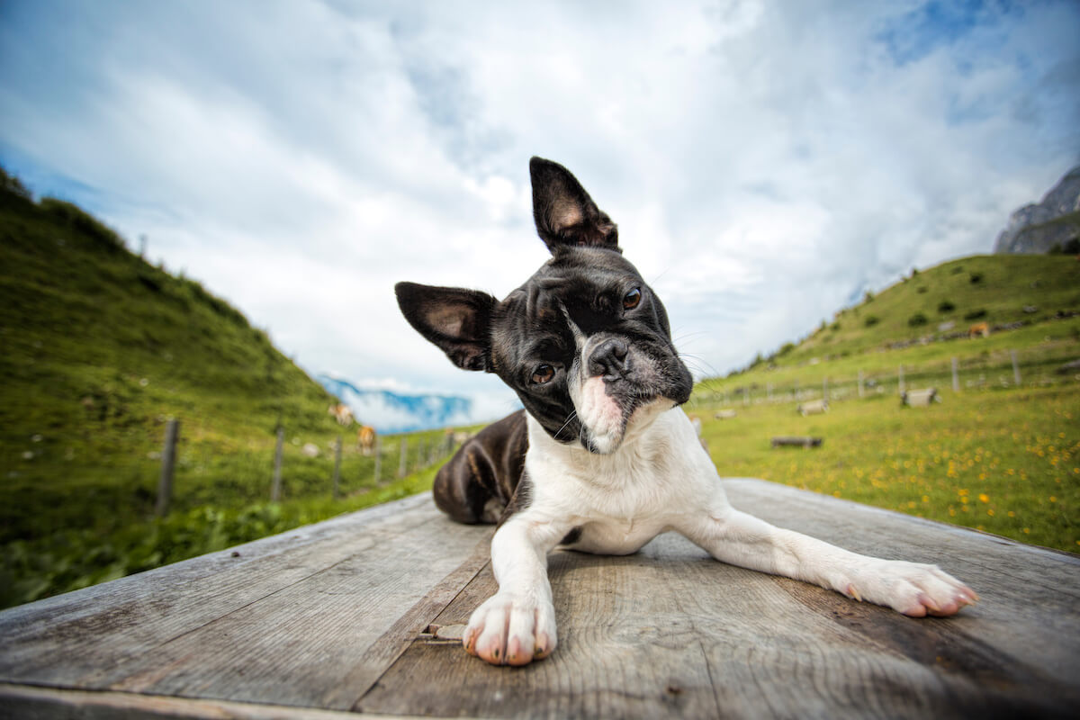Do Boston Terriers shed: Boston Terrier sitting on a bench