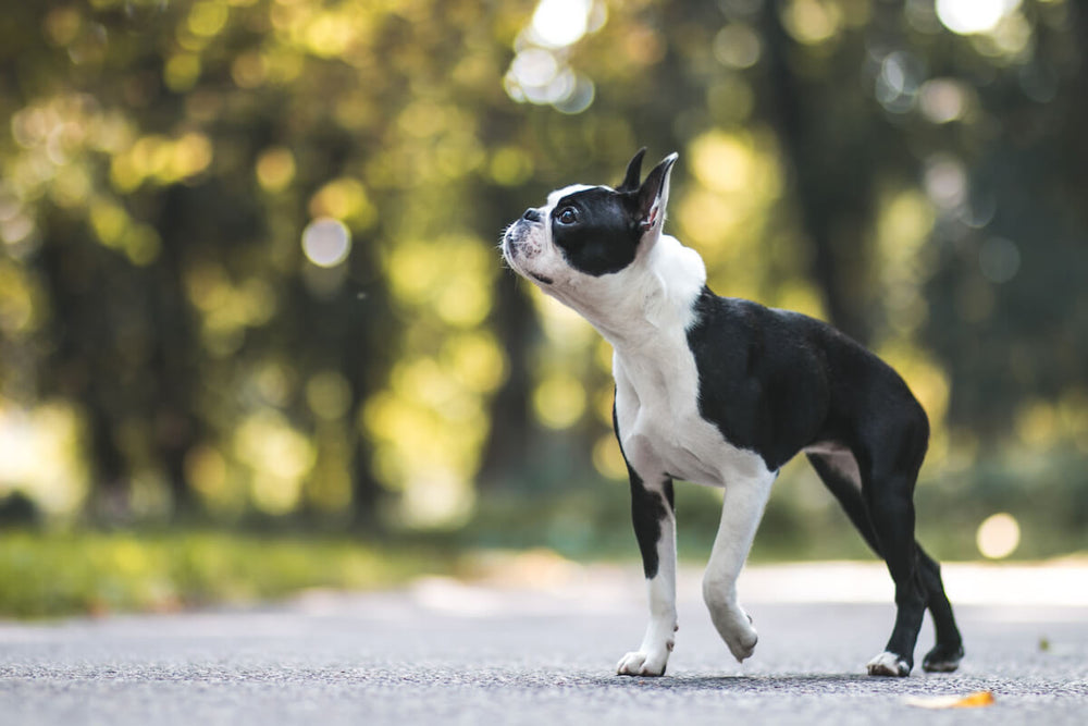 Boston Terrier life span: Boston Terrier walking outside