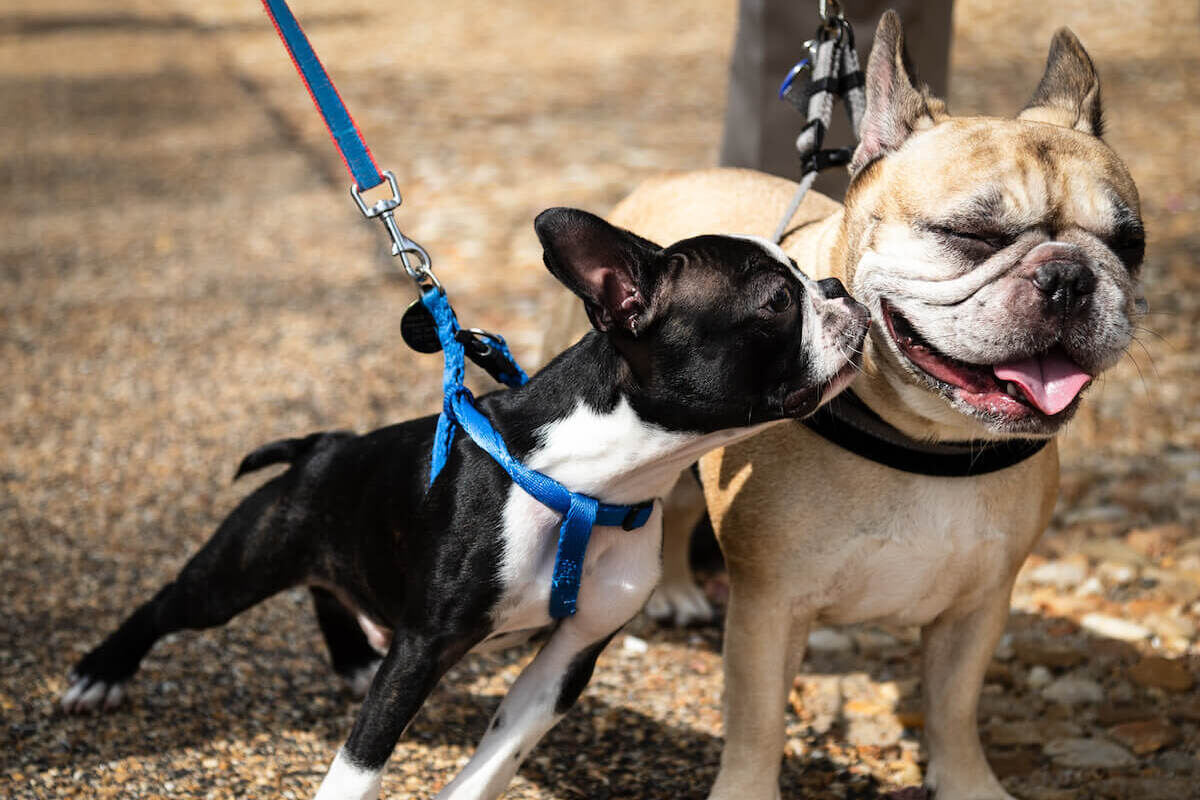 Boston Terrier smelling a French Bulldog