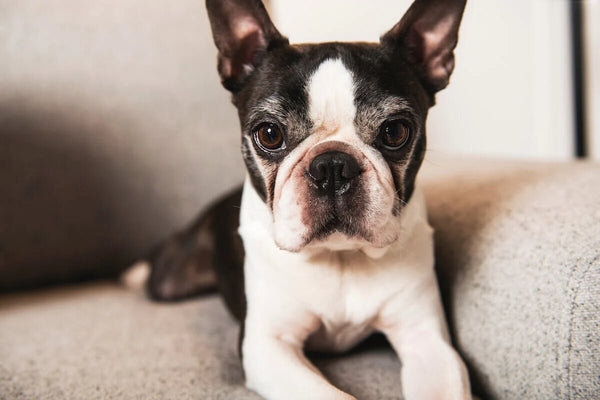 A Boston Terrier sits on a couch.