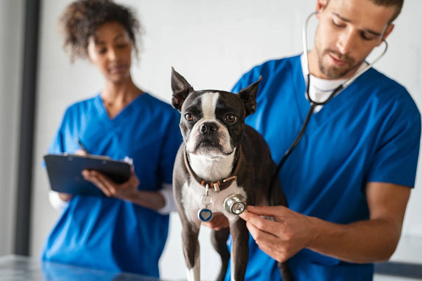 A boston terrier receives an examination from a vet.