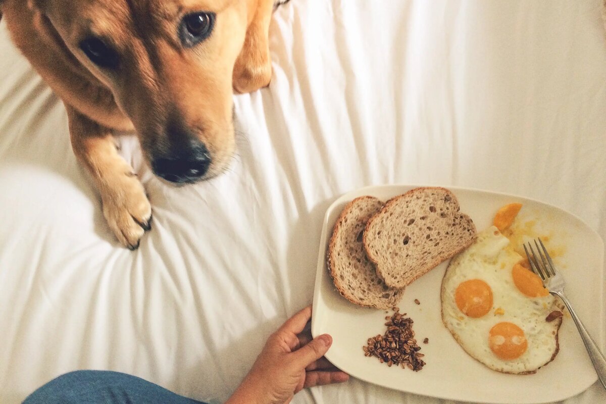 A dog stares up at the camera as a hand holds a plate containing eggs and toast.