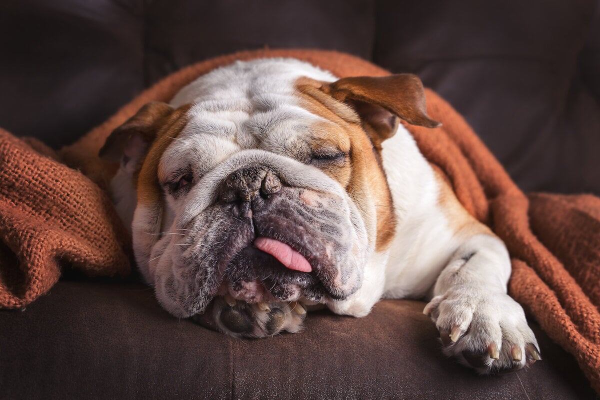 A bulldog sleeps under a blanket on a leather sofa.