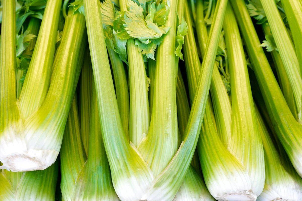 A close up shot of several stalks of celery.