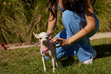 A woman kneels as she affixes a pink beaded collar to her white chihuahua.