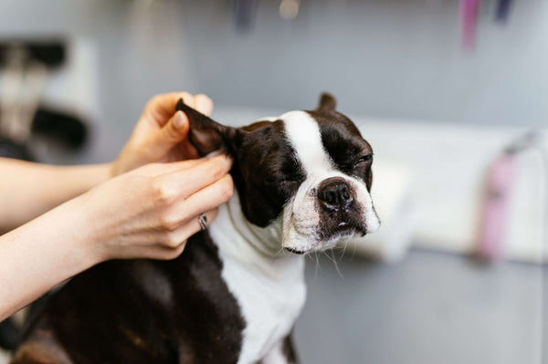 A black-and-white Boston Terrier has its ears cleaned.