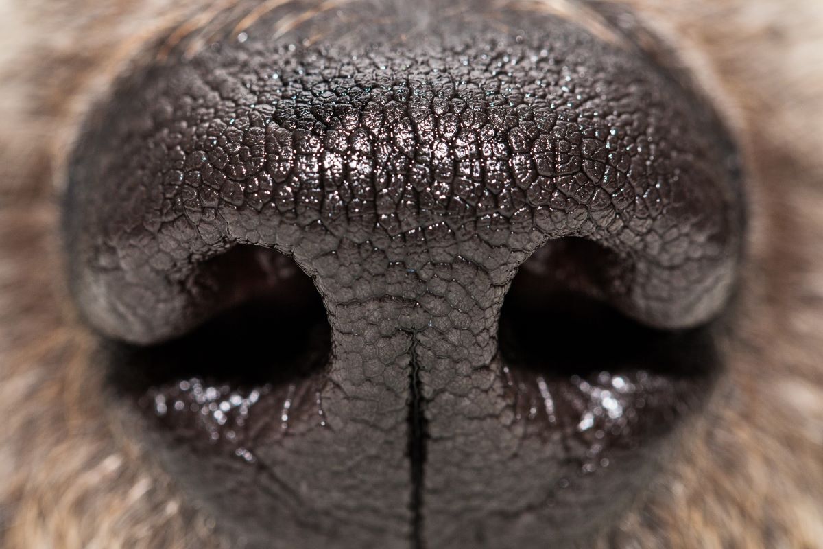 A close up shot of a dog's nose.