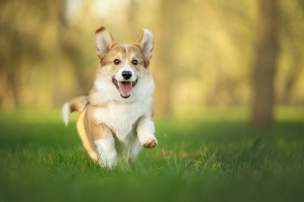 Corgi life expectancy: Corgi running on a field