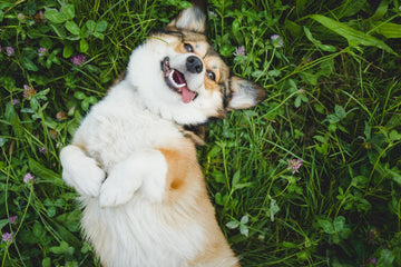 A corgi lays on its back in the grass.