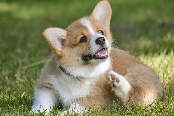 A corgi sits in grass and scratches itself.