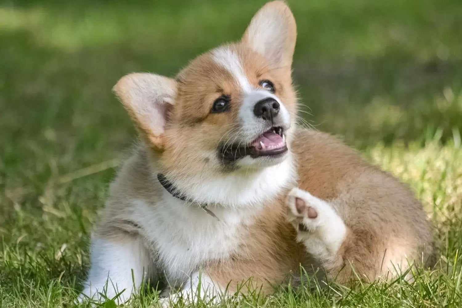 A corgi sits in grass and scratches itself.