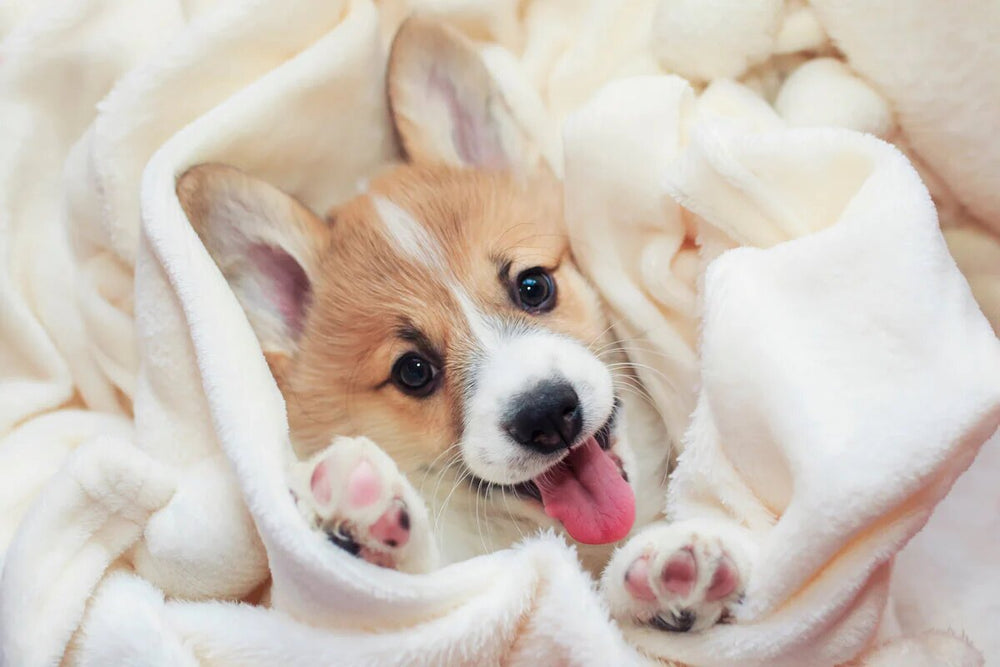 A Corgi wrapped in a blanket.