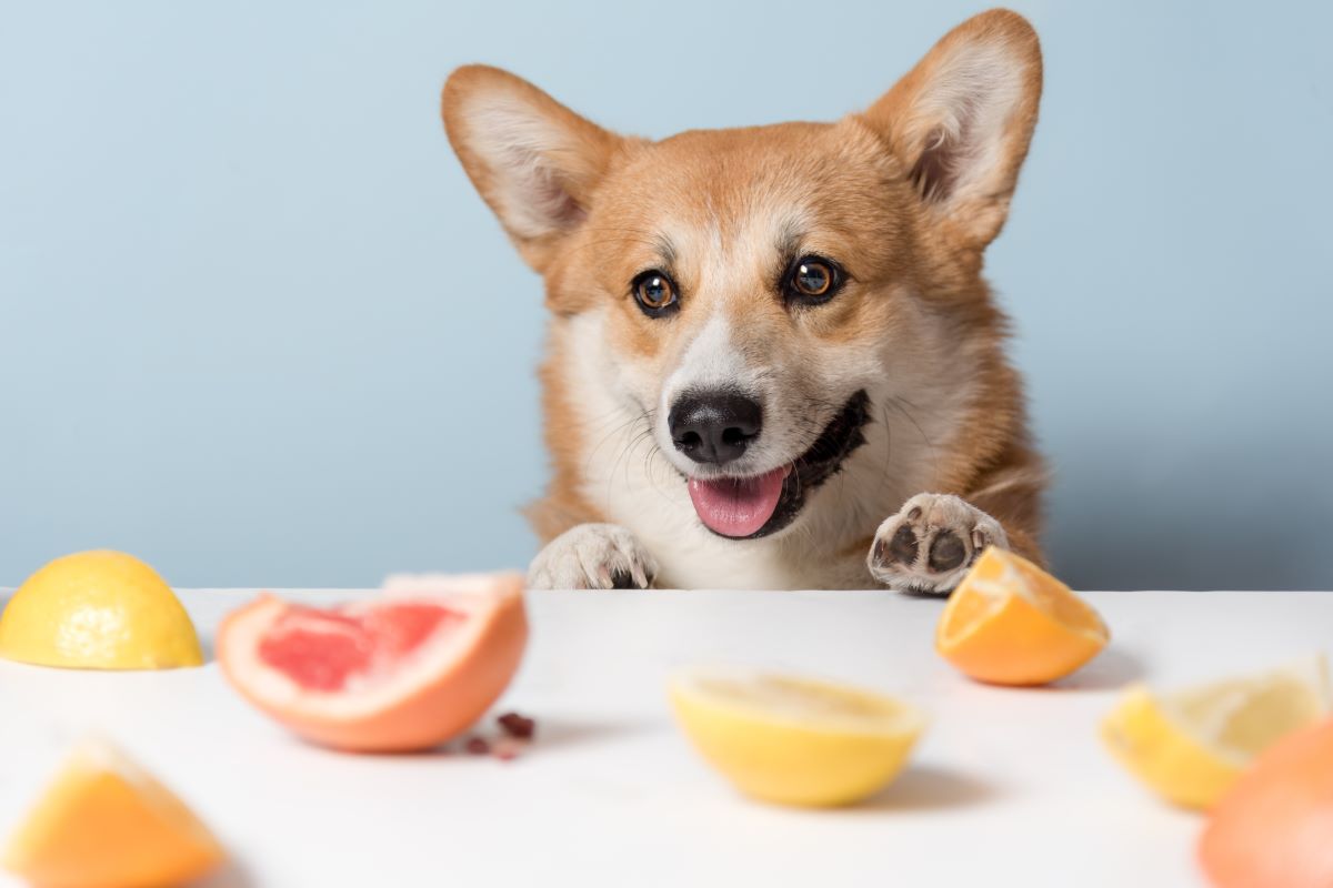Vitamin C for Dogs: Health Benefits of This Vitamin for Your Pup