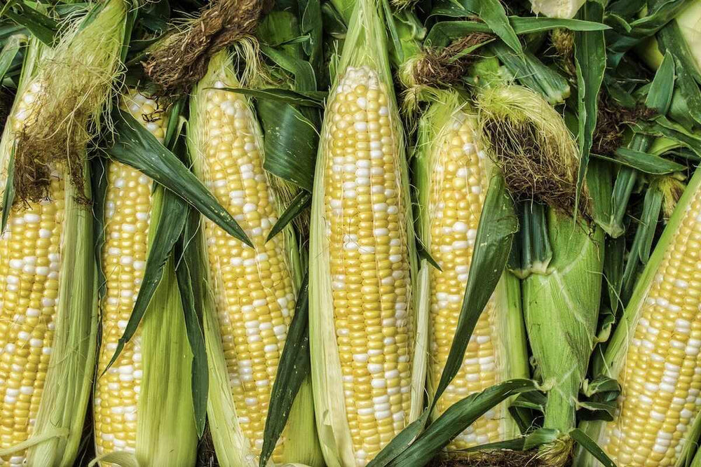 Close up shot of several ears of corn.