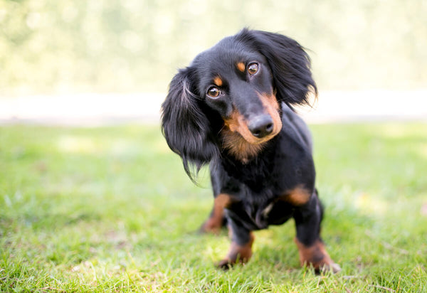 Do dachshunds shed? Dachshund tilting its head